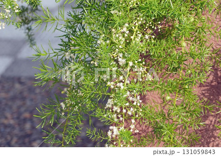 アスパラガスエチオピクスの花と実・2025年㋇ アスパラガスエチオピクスの花と実・2025年㋇ 131059843