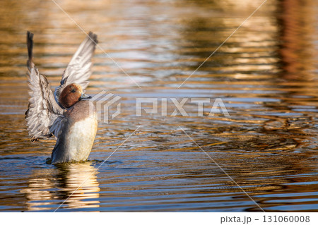 羽ばたくヒドリガモ・コピースペース 131060008