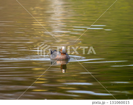 池を泳ぐヒドリガモ 131060015