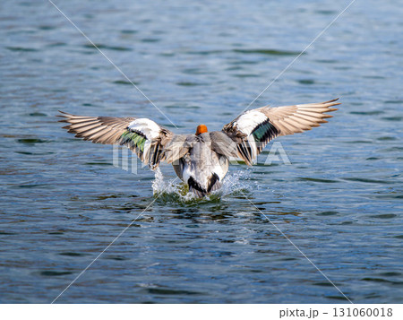 羽ばたくヒドリガモ 131060018