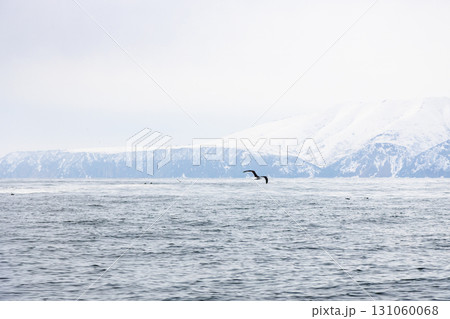 snowy coastline of Pacific ocean in Avacha bay 131060068