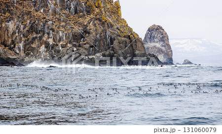 flock of ancient murrelets on water near island flock of ancient murrelets on water near island 131060079