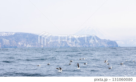 flock of black-legged kittiwakes on ocean water 131060080