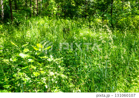 high green grass in overgrown forest in summer 131060107