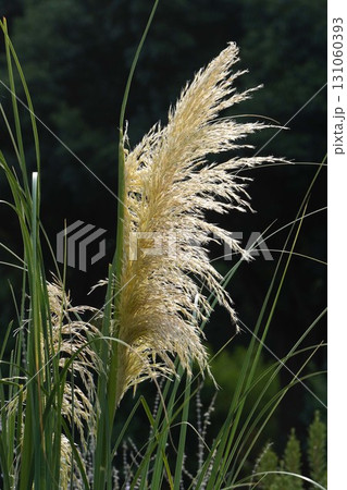 パンパスグラスの花穂・2025年㋇ 131060393