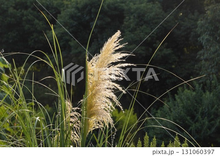 パンパスグラスの花穂・2025年㋇ 131060397