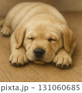お昼寝中のゴールデンレトリバーの子犬です。 131060685