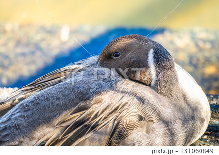 水辺のオナガガモ 131060849