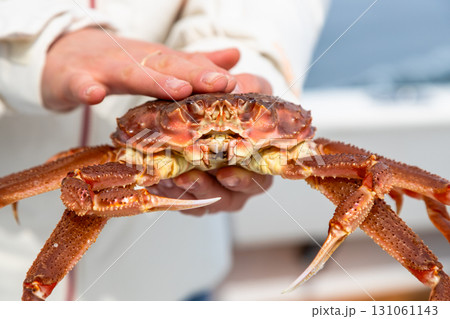freshly caught Kamchatka crab in hands close up freshly caught Kamchatka crab in hands close up 131061143