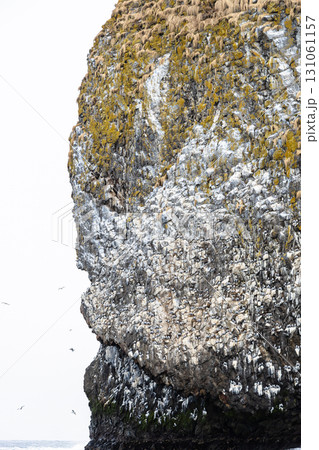 gull colony on rock of Starichkov island in Avacha 131061157