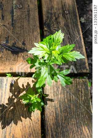 top view of green plant between planks of bench 131061197