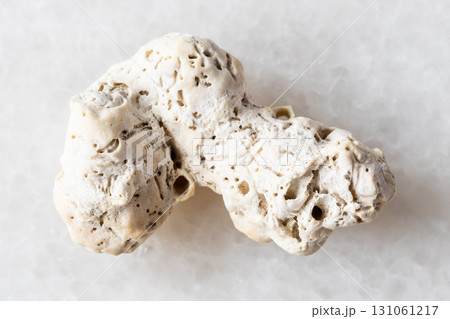 sample of dried coral piece on white marble 131061217