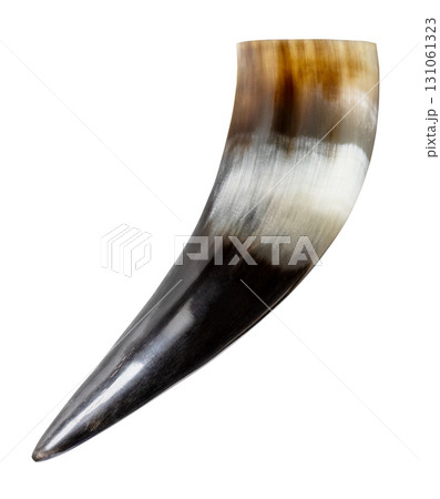side view of polished natural cow horn isolated 131061323