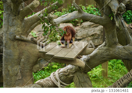 日本の横浜の動物園ズーラシアの動物 セスジキノボリカンガルー 日本の横浜の動物園ズーラシアの動物 セスジキノボリカンガルー 131061481