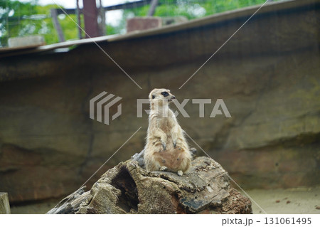 日本の横浜の動物園ズーラシアの動物　ミーアキャット 131061495