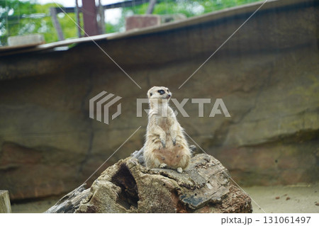 日本の横浜の動物園ズーラシアの動物 ミーアキャット 日本の横浜の動物園ズーラシアの動物 ミーアキャット 131061497