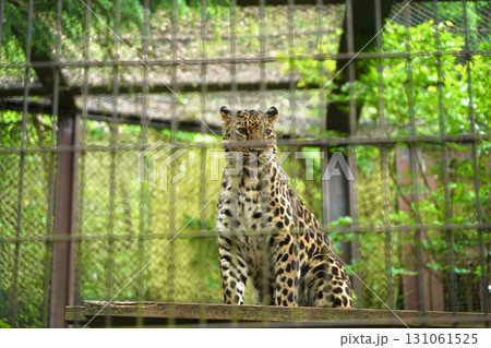 日本の横浜の動物園ズーラシアの動物　アムールヒョウ 131061525