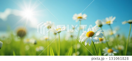 A field of chamomile flowers in a bright summer day. 131061828