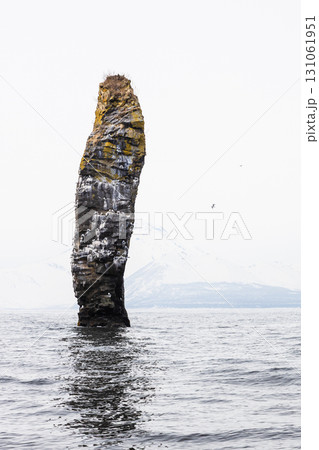 single rock with bird rookery in Avacha bay single rock with bird rookery in Avacha bay 131061951