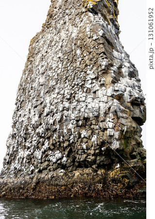 rock with sea birds colony in Pacific ocean 131061952