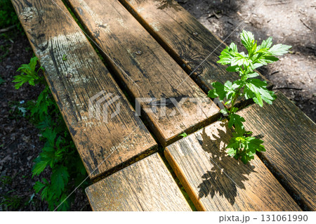 green plant has grown between planks of wood bench 131061990