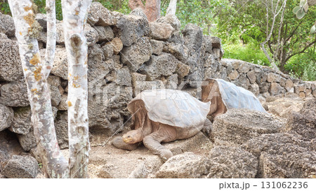 Galapagos giant tortoise, selective focus, Galapagos Islands, Ecuador. 131062236
