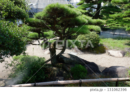 香川県 高松城跡 披雲閣庭園・ど根性松 香川県 高松城跡 披雲閣庭園・ど根性松 131062396