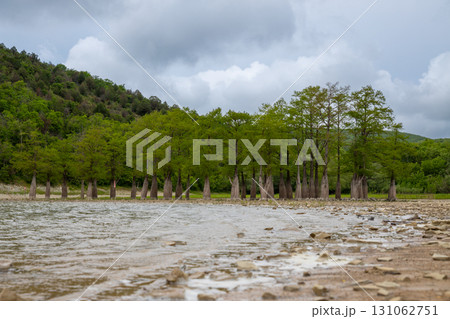 group of cypress trees in lake. dry mountain lake bed with exposed root cypress trees. climate change, drought group of cypress trees in lake. dry mountain lake bed with exposed root cypress trees. climate change, drought 131062751