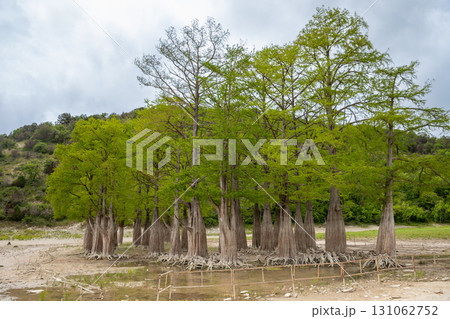 cypress lake with exposed root cypress trees. lake dried up, climate disaster 131062752