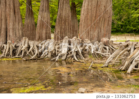 cypress lake with bare root cypress trees. lake dried up, climate disaster 131062753