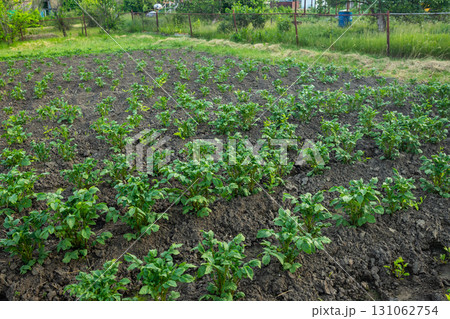 potato field of potato plants in rich soil on organic farm potato field of potato plants in rich soil on organic farm 131062754