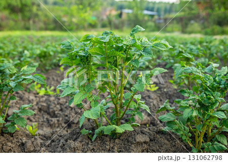 green young potato plant in a row in a field. side view green young potato plant in a row in a field. side view 131062798