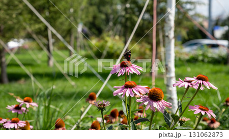 Echinacea purpurea and butterfly in a public park. Colorful flowers a lot in lush green garden Echinacea purpurea and butterfly in a public park. Colorful flowers a lot in lush green garden 131062873
