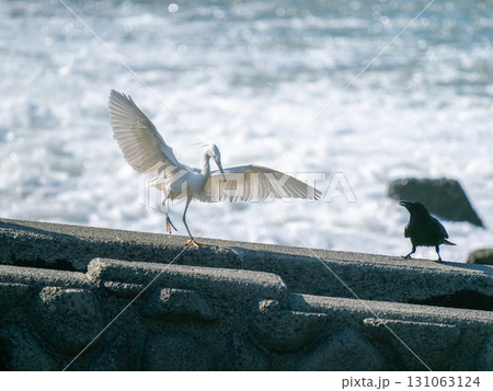 水辺のコサギ 131063124