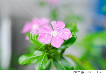 Catharanthus roseus G Don ,APOCYNACEAE or Madagascar periwinkle or Vinca or Old maidand rain droplet 131063176