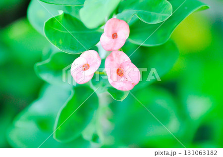 Christ Thorn, Euphorbia milii or Euphorbiaceae Christ Thorn, Euphorbia milii or Euphorbiaceae 131063182