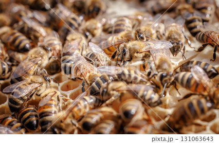 Honey Bees working on honeycomb close-up shot. 131063643