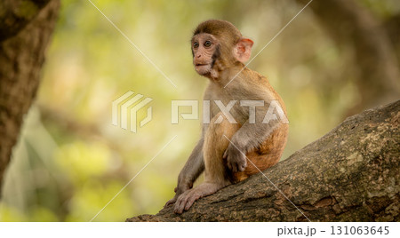 Macaques in nature. Macaques constitute a genus (Macaca) of gregarious monkeys. 131063645