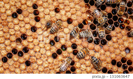 Honey Bees working on honeycomb close-up shot. 131063647