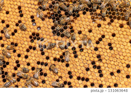 Honey Bees working on honeycomb close-up shot. 131063648