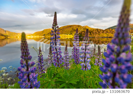 Nature Norway Beautiful field of purple lupinus flowers with a lake in the background 131063670