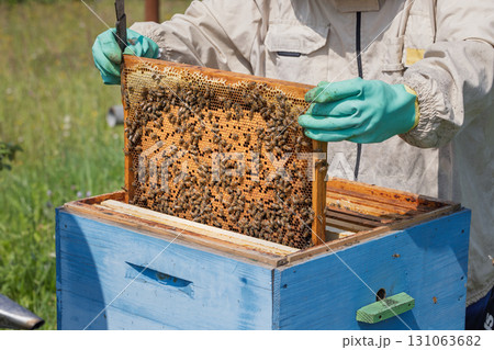 Beekeeper wearing a protective suit tending to beehives ensuring the well-being of the bees. Honey bees flying into wooden beehives. Beekeeper wearing a protective suit tending to beehives ensuring the well-being of the bees. Honey bees flying into wooden beehives. 131063682