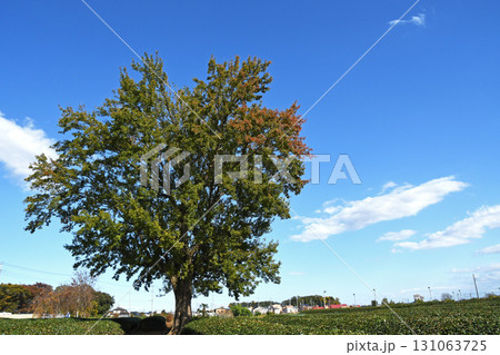 秋の茶畑とシンボルツリーと秋空 秋の茶畑とシンボルツリーと秋空 131063725