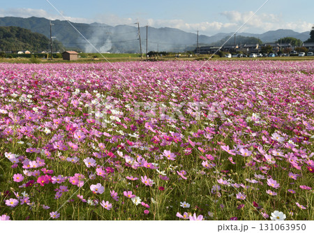 10月、奈良県の藤原宮跡のコスモス 131063950