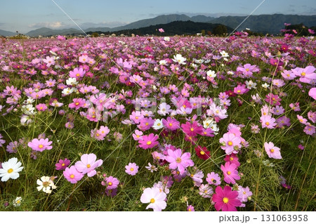 10月、奈良県の藤原宮跡のコスモス 10月、奈良県の藤原宮跡のコスモス 131063958