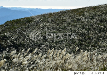 10月、和歌山の生石高原のススキと紀伊水道 131063961