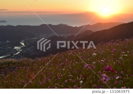 10月、和歌山、有田川町の鷲ヶ峰コスモスパークからの眺め 131063975