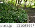 岡山県真庭市鉄山　レンゲショウマで有名な玉泉寺 131063997
