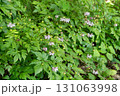 岡山県真庭市鉄山　レンゲショウマで有名な玉泉寺 131063998