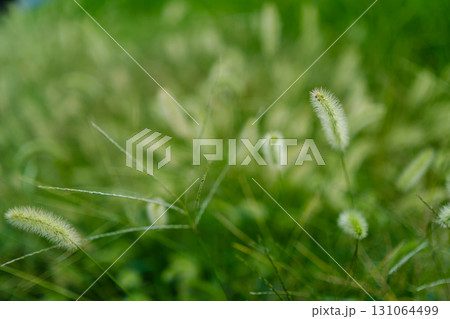 散歩の途中で見つけた光景 131064499